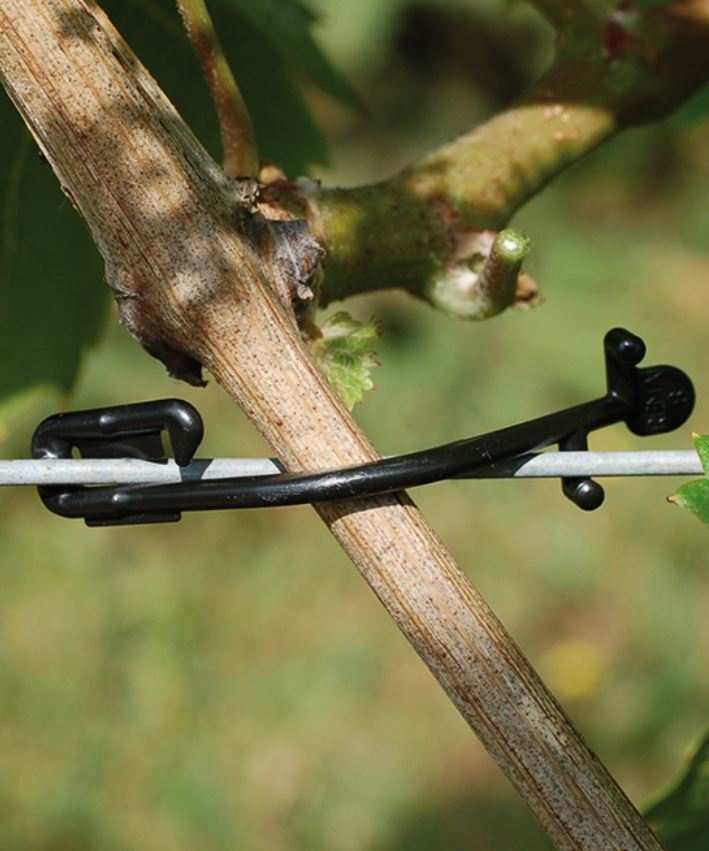 Shown clipping fruiting cane to wire