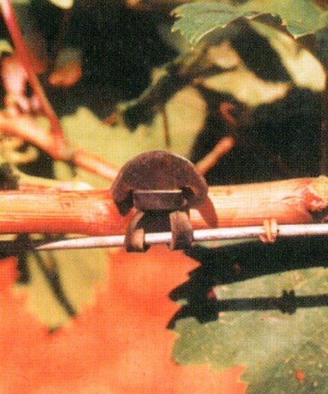 Shown tying fruiting cane to wire